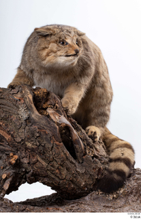 Wildcat Felis silvestris whole body 0011.jpg